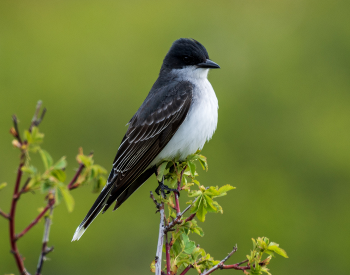 An Eastern Kingbird with dark charcoal-gray upperparts and a clean white breast perched on a leafy green branch.