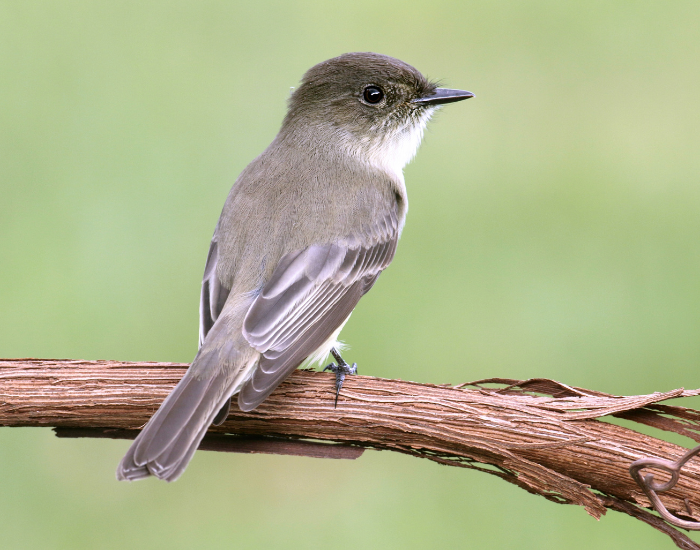 an Eastern Phoebe perched on a branch