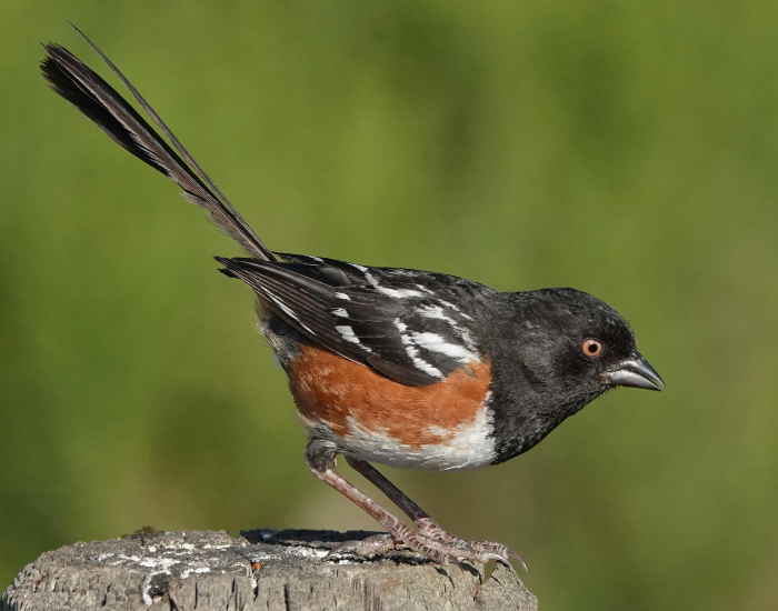 A striking Eastern Towhee featuring a black hood, white belly, and warm reddish-brown sides, captured while perched on a post.