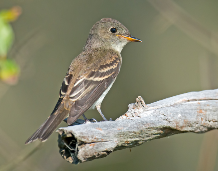 a Eastern Wood-Pewee perched on a branch in its natural environment