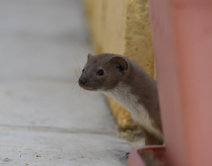 An Egyptian weasel peeking its head out from behind a wall structure outdoors.