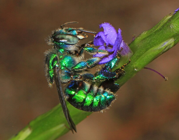 close up of a Green Orchid Bee top of a flower