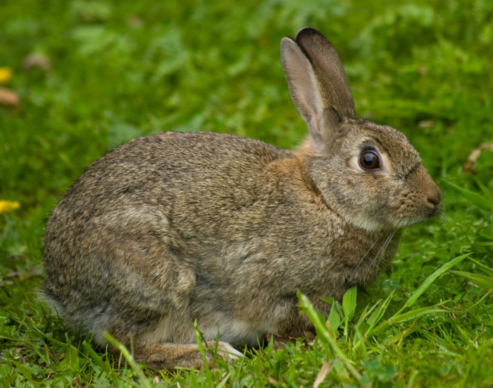 A wild European rabbit with brown fur sitting low in green grass.