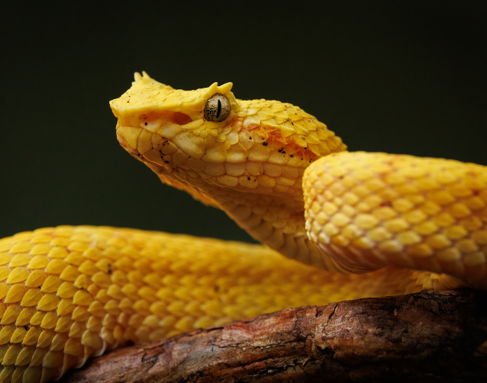 close up of an Eyelash Viper