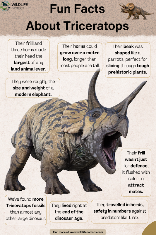 An infographic titled "Fun Facts About Triceratops" by Wildlife Nomads. It features a central 3D illustration of a roaring Triceratops with its mouth wide open, surrounded by several text boxes detailing information about its size, frill, horns, beak, habitat, and social behaviors.