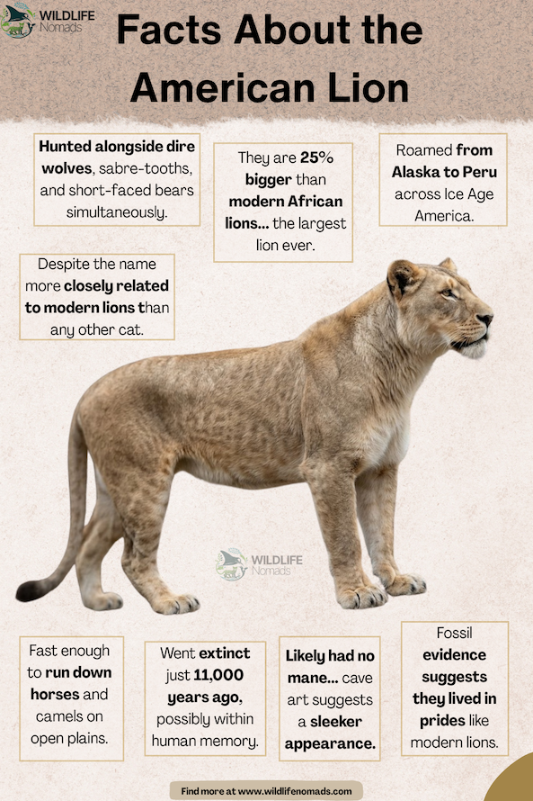 An infographic titled "Facts About the American Lion" featuring a profile of an American lion surrounded by text boxes highlighting facts about its size, relation to modern lions, range, hunt style, extinction, and lack of a mane.
