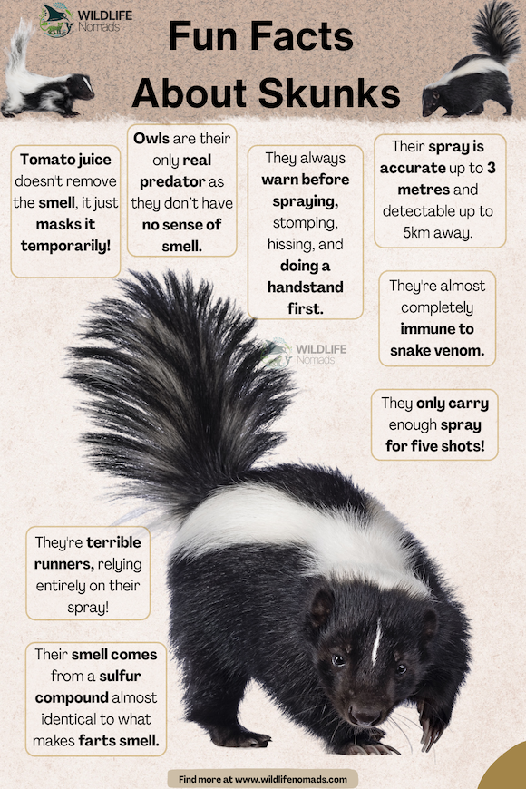 An educational infographic titled "Fun Facts About Skunks" by Wildlife Nomads showcasing a large central image of a striped skunk surrounded by trivia boxes. The facts explain skunk defenses, noting that they warn before spraying by stomping or doing handstands, carry enough fluid for five shots, and are terrible runners. Additional boxes highlight their near-immunity to snake venom and point out that great horned owls are their main predators.