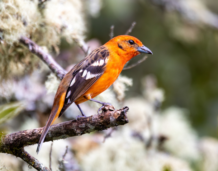 A brilliant, solid-orange Flame-colored Tanager perched on a lichen-covered branch.