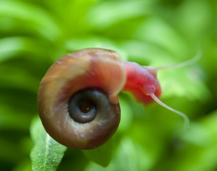 A close-up of a live ramshorn snail with a translucent brown shell and a vibrant pinkish-red body crawling on a bright green aquatic leaf.