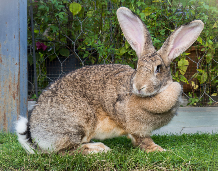 A large Flemish Giant rabbit with brown fur lying outdoors on a lawn.