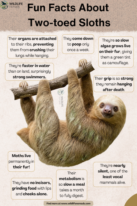 An educational infographic titled "Fun Facts About Two-toed Sloths" by Wildlife Nomads featuring a two-toed sloth hanging from a wooden branch, surrounded by fact bubbles highlighting fun traits like algae growing on its fur, swimming abilities, and slow digestion.