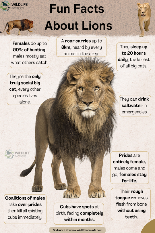 Educational infographic titled "Fun Facts About Lions" by Wildlife Nomads, featuring a large central photo of a male African lion surrounded by interesting biology facts about lion behavior, hunting, and social structure.