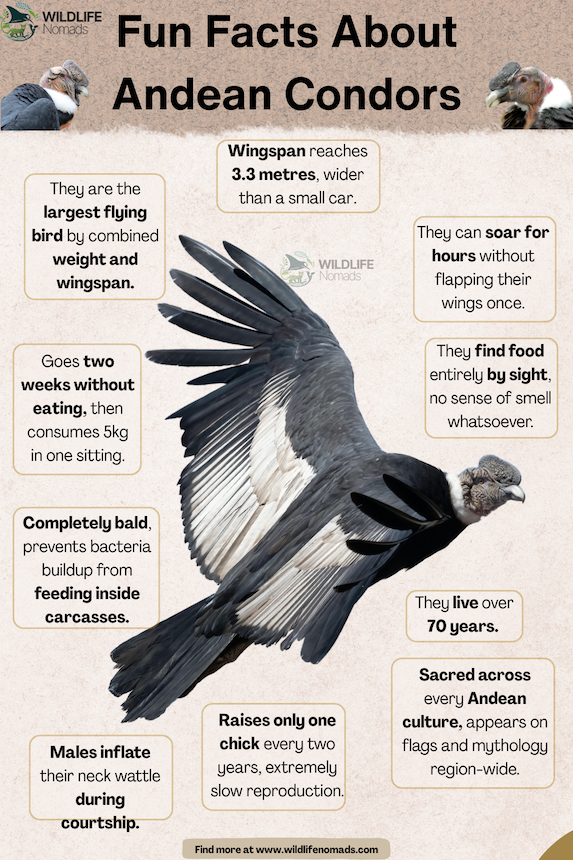 An infographic featuring an Andean condor in flight surrounded by key facts, highlighting its 3.3-meter wingspan, 70-year lifespan, hunting habits, and cultural importance across the Andes.