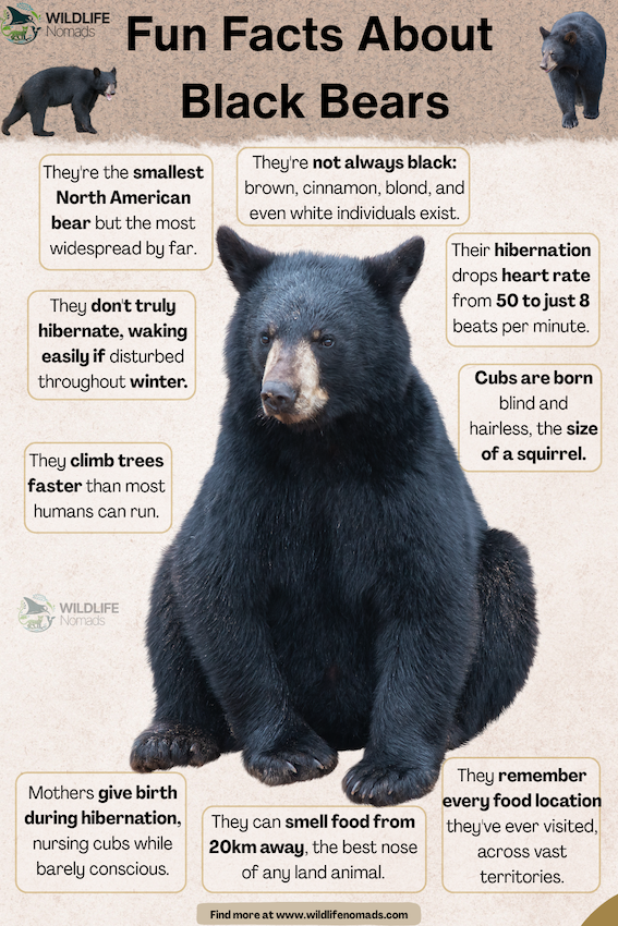 Infographic titled Fun Facts About Black Bears by Wildlife Nomads, detailing their tree-climbing speed, hibernation, and scent detection abilities.