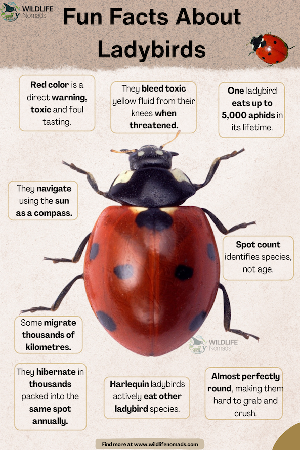 "Fun Facts About Ladybirds" infographic by Wildlife Nomads, presenting facts about their warning colors, defense mechanisms, diet, navigation, hibernation, and physical traits.