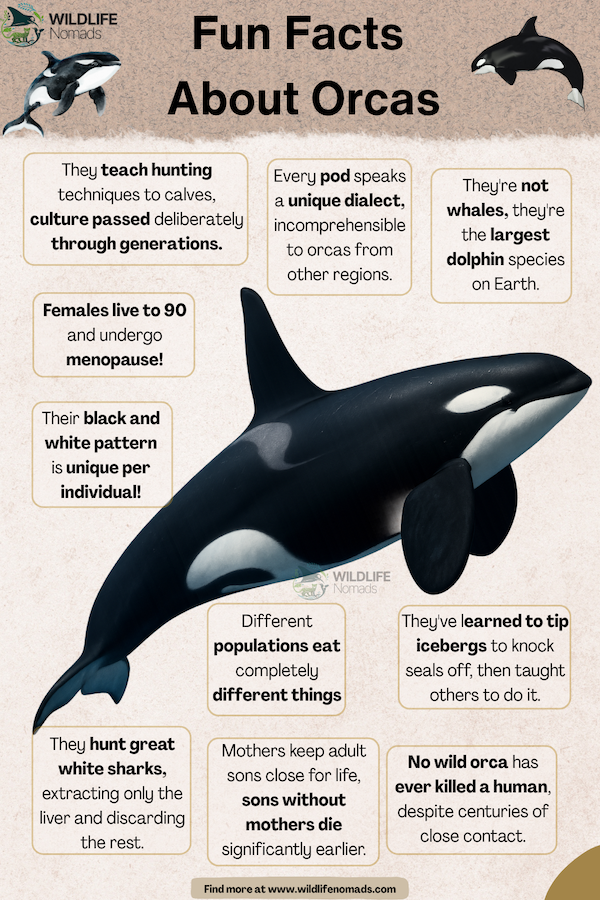 Educational infographic featuring fun facts about orcas, explaining that they are the largest dolphin species, use unique pod dialects, and pass hunting cultures down through generations.
