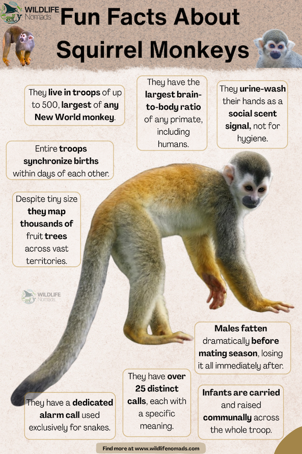 a squirrle monkey photo in the middle and facts around it