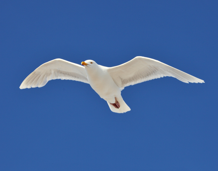 A Glaucous-winged Gull gliding smoothly across a clear blue sky.