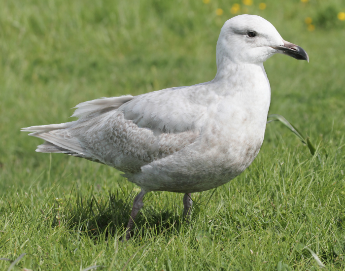A Glaucous-winged Gull with light grey wings standing in a grassy field.