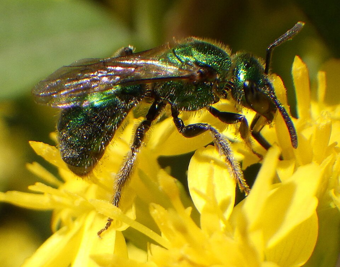 close up of a Golden Green Sweat Bee on top of a yellow flower