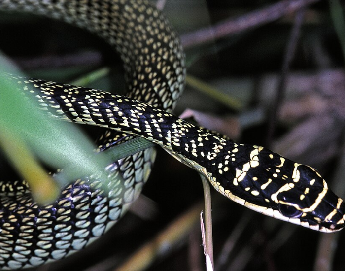 a close up of the head of a Golden Tree Snake