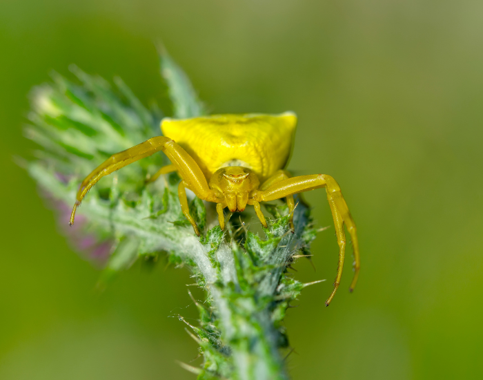 A bright yellow crab spider perched on top of a prickly green plant.