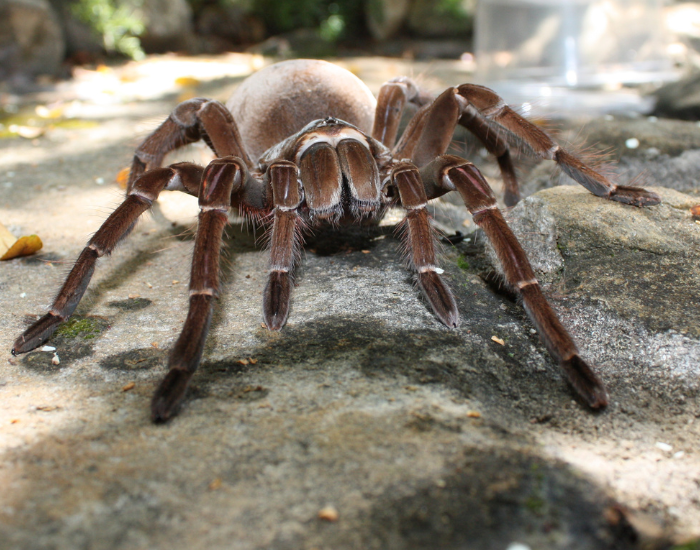 A massive, brown, hairy goliath birdeater tarantula resting on a textured rock surface.