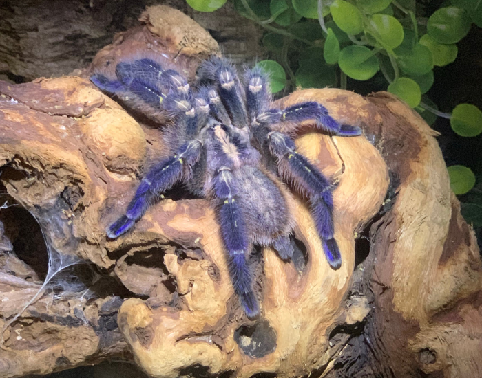 A stunning Gooty sapphire ornamental tarantula with vibrant blue and yellow markings, clinging to a piece of wood.