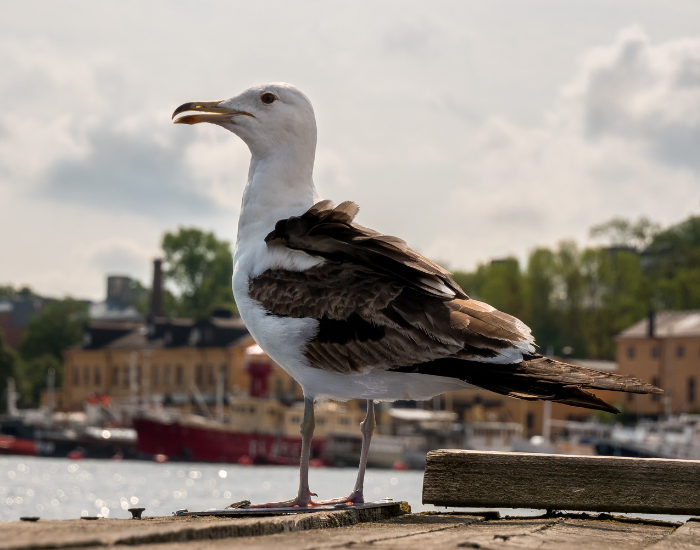 A large Great Black-backed Gull with dark upperparts perched outdoors near a water body