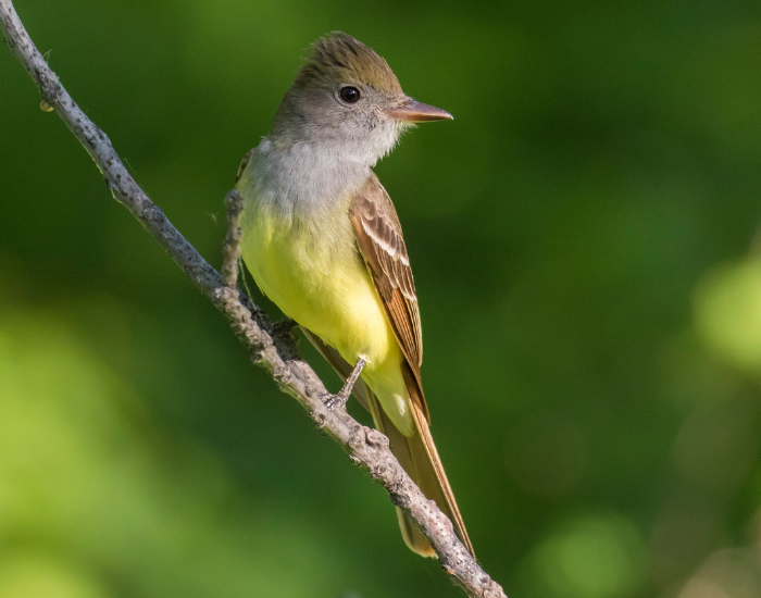 A Great Crested Flycatcher with a slight crest, brownish-gray upperparts, and a bright yellow belly perched among green foliage.