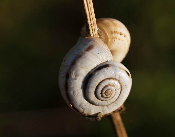 A white, spiraled snail shell marked with dark brown bands clings to a thin, dry plant stem.