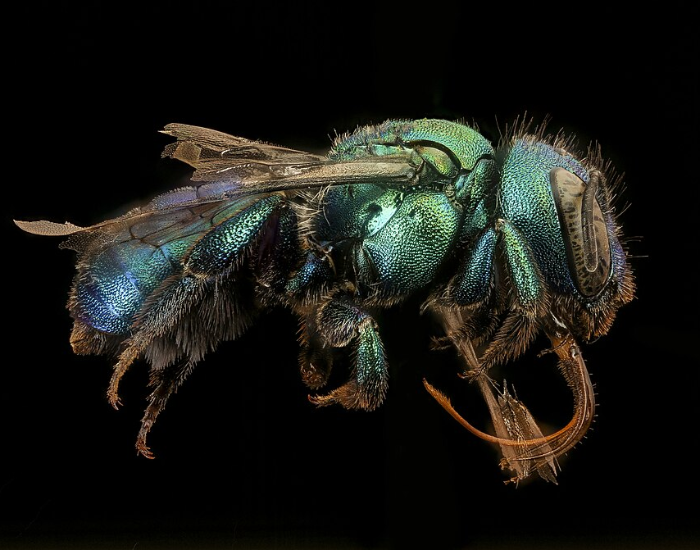 close up of a Green Mason Bee isolated on black background