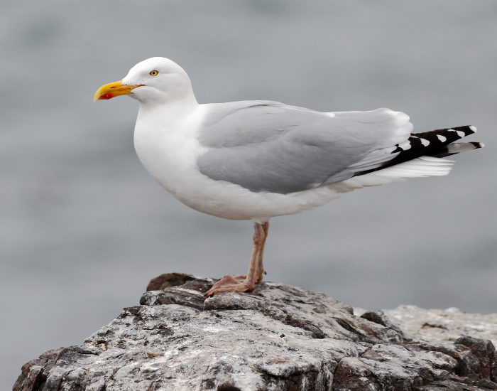 A classic Herring Gull with a bright yellow bill standing prominently on a rocky surface.