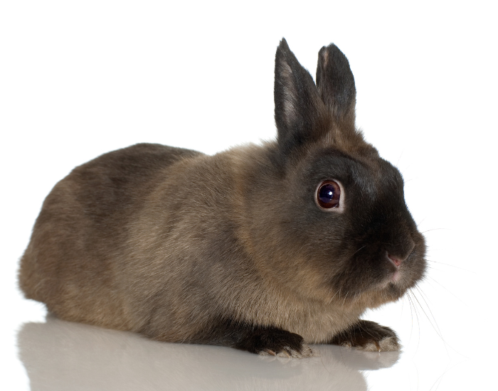 A small brown Himalayan rabbit facing left against a plain white background.