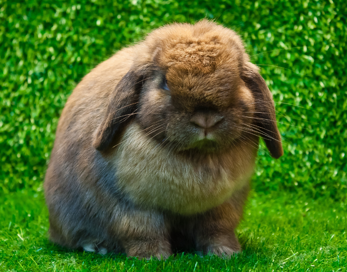 A brown and gray Holland Lop rabbit with floppy ears resting on bright green grass.