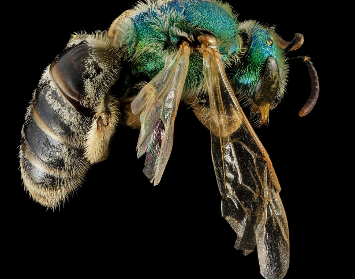 an isolated close up of a Honey-Tailed Striped Sweat Bee with black bakcground