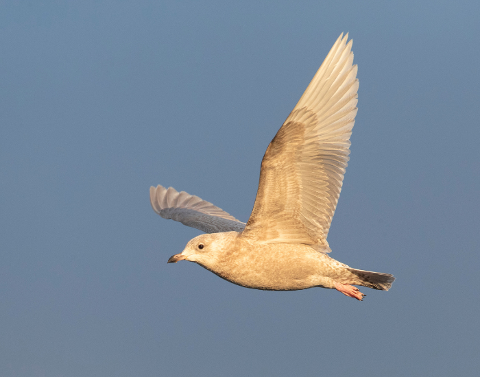 An Iceland Gull with pale plumage flying upwards against a solid blue sky.