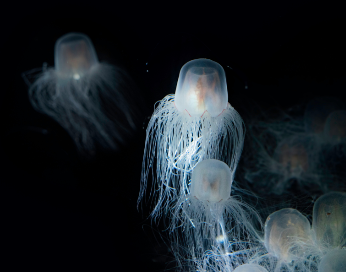 many Immortal Jellyfish swimming with black background
