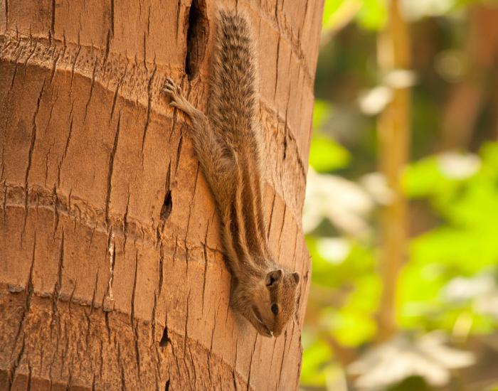 an Indian Palm Squirrel coming down from a tree