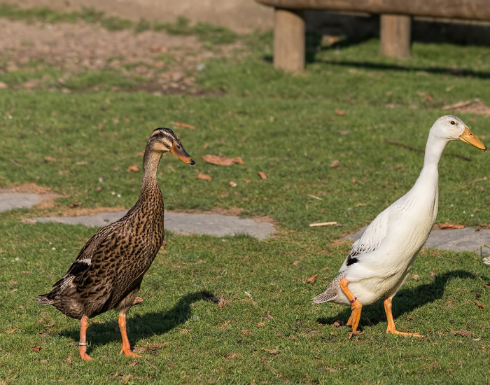 Two Indian Runner ducks standing upright with long, tall postures on a grassy field.