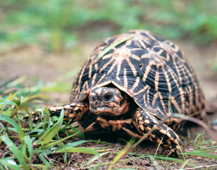 an Indian Star Tortoise laying on the ground