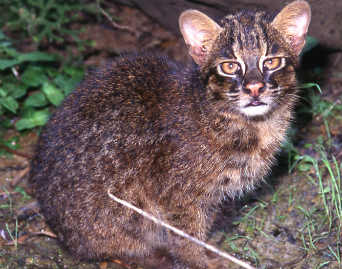 close up of an Iriomote Cat sitting on the ground