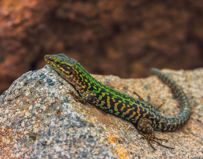 an Italian Wall Lizard basking on a rock