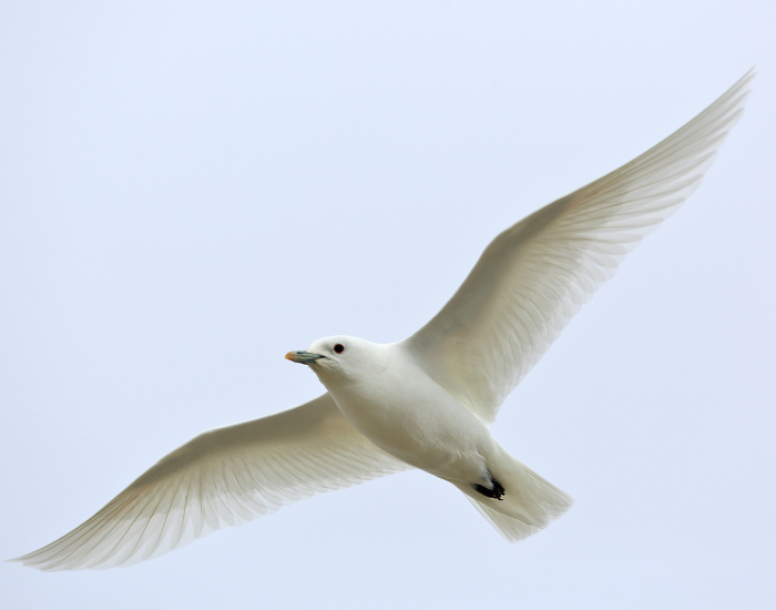 an Ivory Gull flying