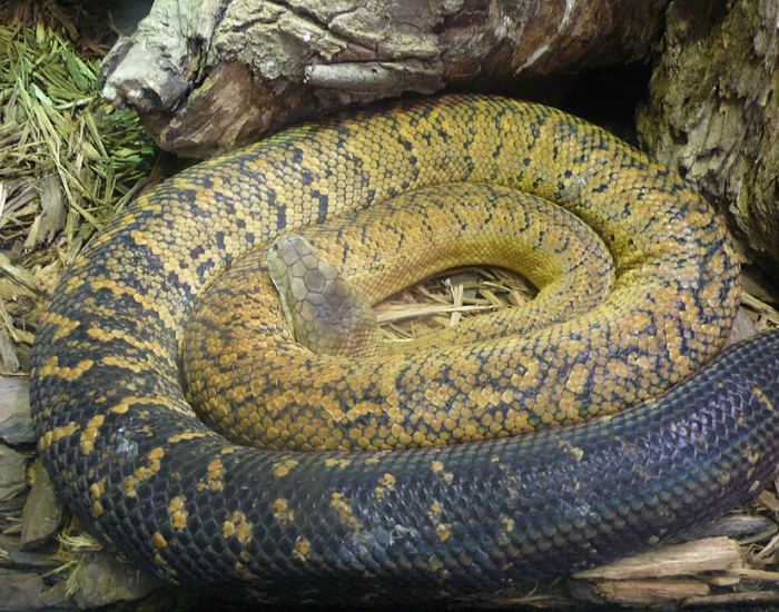 a Jamaican Yellow Boa coiled on the ground
