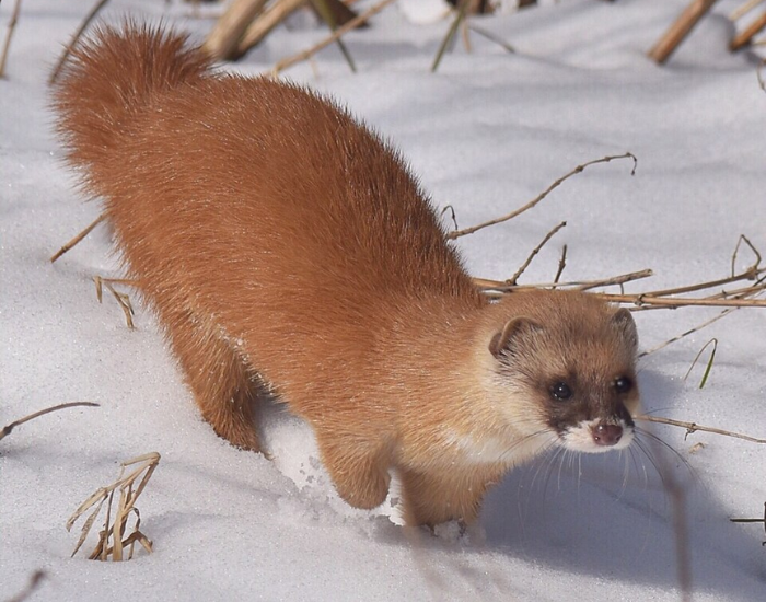 A reddish-brown Japanese weasel moving across a light-colored, snowy outdoor landscape.
