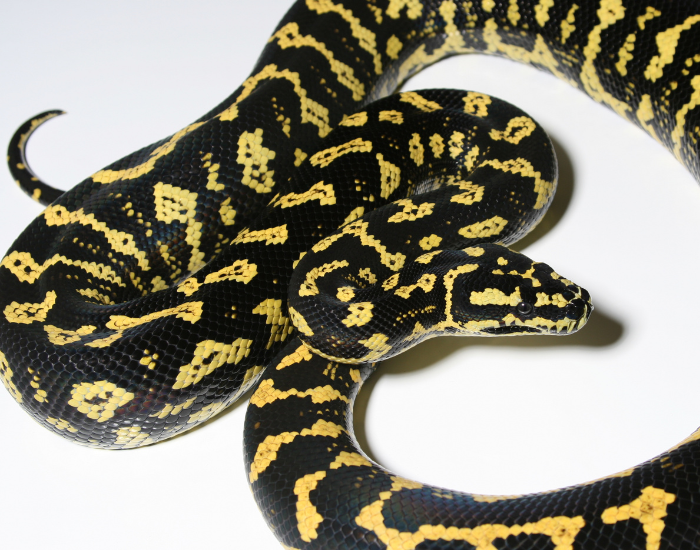 a Jungle Carpet Python coiled on a white surface