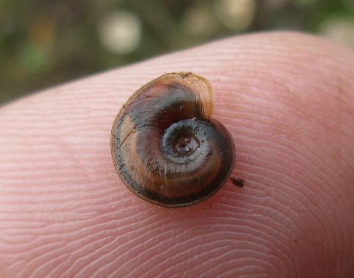 a Keeled Ramshorn snail on top of a human hand