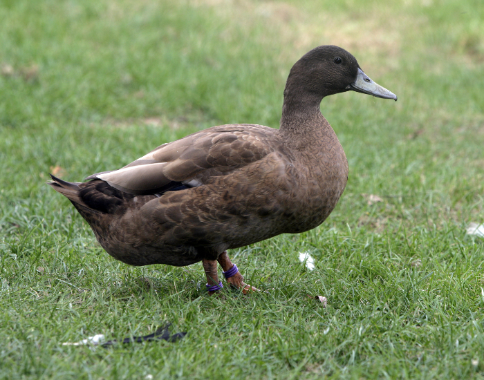A brown Khaki Campbell duck walking across a bright green patch of grass.