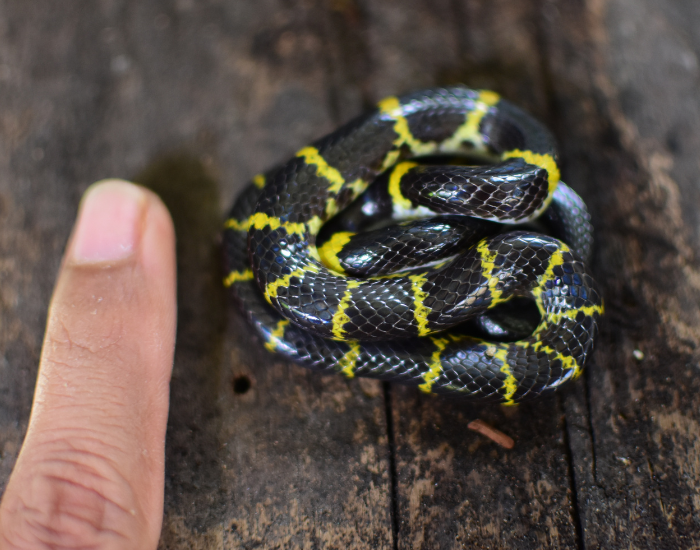 a Laotian Wolf Snake coiled on the ground next to a finger for scale reference